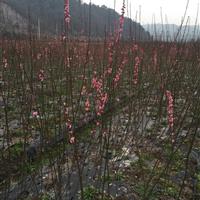 浙江花梅专业种植基地,花梅小苗价格优惠