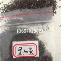 黑心菊种子 江西黑心菊种子