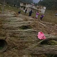 马褂木苗木供应张家界地区宏茂生态种苗有限公司