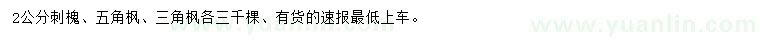 求购刺槐小苗、五角枫小苗、三角枫小苗