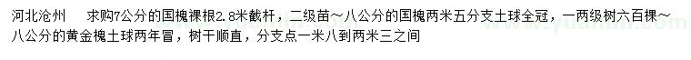 求购7、8公分国槐、8公分黄金槐