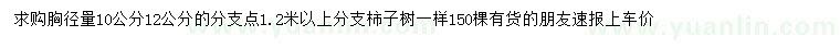 求购胸径10、12公分柿子树