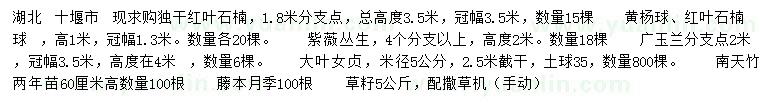 求购独杆红叶石楠、黄杨球、红叶石楠球