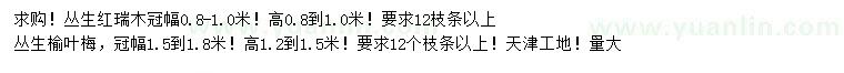 求购冠幅0.8-1米丛生红瑞木、冠幅1.5-1.8米丛生榆叶梅