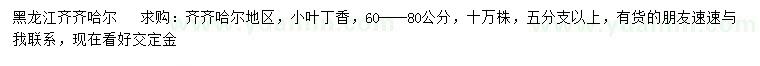 求购60-80公分小叶丁香