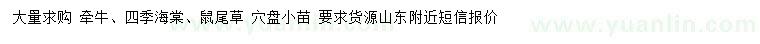 求购牵牛、四季海棠、鼠尾草等