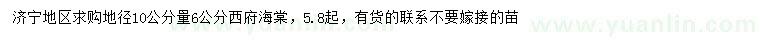 求购地径10公分量6公分西府海棠