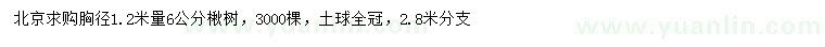 求购胸径1.2米量6公分楸树