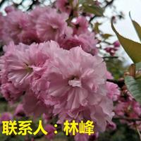 浙江*好的樱花批发基地/樱花价格/樱花花期/樱花到底是几瓣