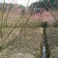 红梅 花梅 浙江红梅 