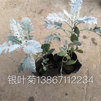 大量供应盆栽银叶菊