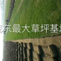 百慕大草坪，马尼拉草坪，黑麦草等草坪，滁州草坪基地长期供应