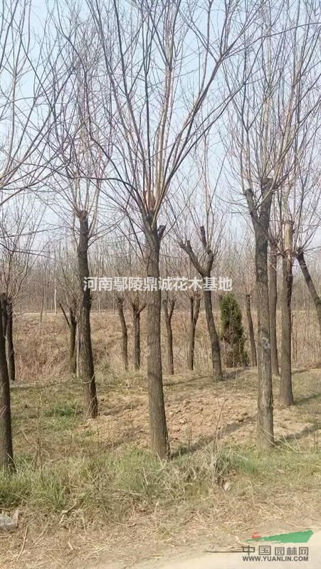 河南鄢陵低價供應優質國槐樹苗