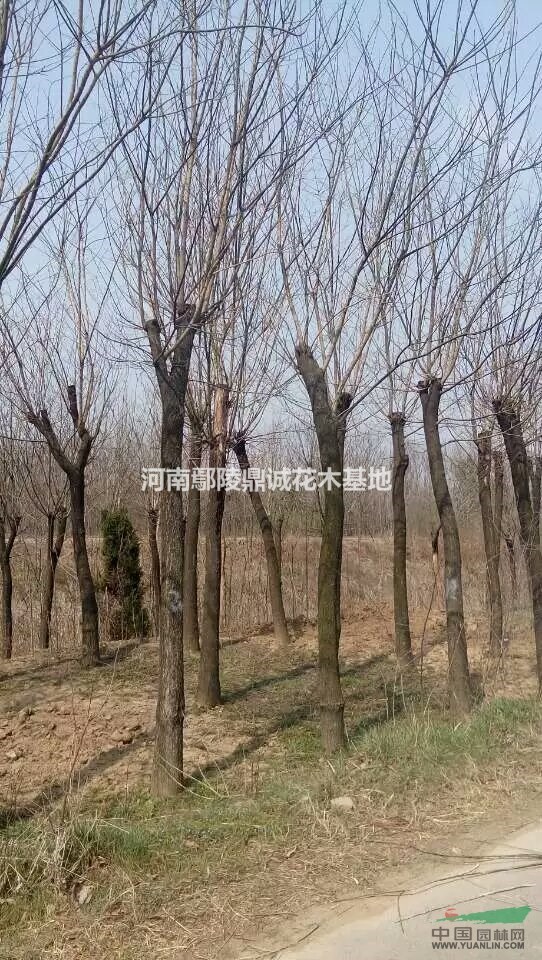 河南鄢陵低價供應優質國槐樹苗