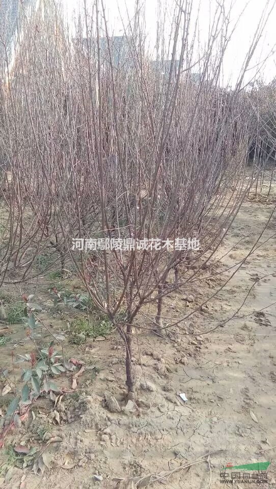 鄢陵專供優質榆葉梅，榆葉梅小苗報價