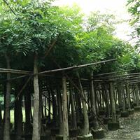 桃花心木12一15cm袋苗