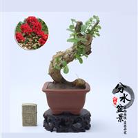 分水盆景：红花紫薇盆景 小盆景 造型盆景 微型盆景