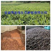 枇杷種子張家界地區宏茂生態種苗有限公司