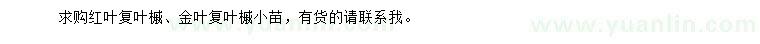 求购红叶复叶槭、金叶复叶槭小苗