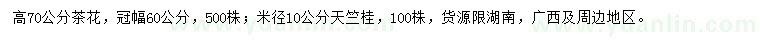 求购高70公分茶花、米径10公分天竺桂