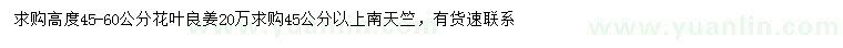 求购高45-60公分花叶良姜、45公分以上南天竺