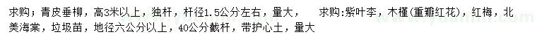 求购青皮垂柳、紫叶李、木槿等