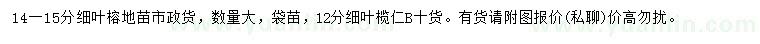 求购14-15公分细叶榕、12公分细叶榄仁