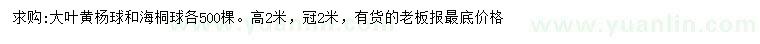 求购高2米大叶黄杨球、海桐球