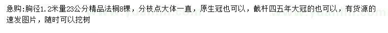 求购胸径1.2米量23公分法桐