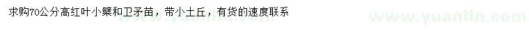 求购高70公分红叶小檗、卫矛苗