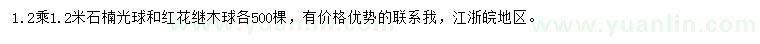 求购1.2x1.2米石楠球、红花继木球