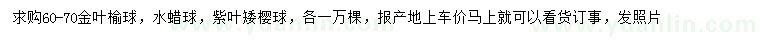 求购金叶榆球、水蜡球、紫叶矮樱球