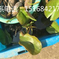 常年供应荷花、睡莲、王莲