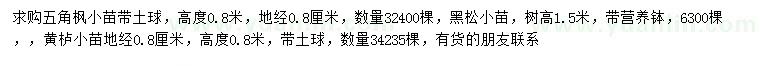 求购五角枫小苗、黑松小苗、黄栌小苗