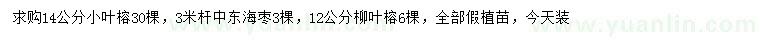 求购小叶榕、中东海枣、柳叶榕