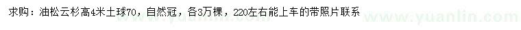 求购高4米油松、云杉