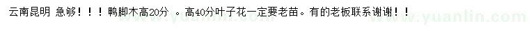 求购高20公分鸭脚木、40公分叶子花