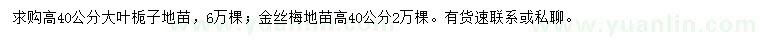 求购高40公分大叶栀子、金丝梅