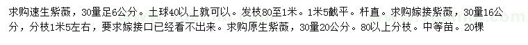 求购速生紫薇、嫁接紫薇、原生紫薇