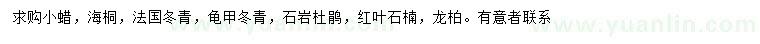 求购小蜡、海桐、法国冬青等