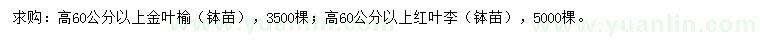 求购高60公分以上金叶榆、高60公分以上红叶李