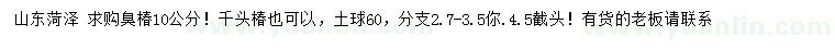 求购10公分臭椿、千头椿