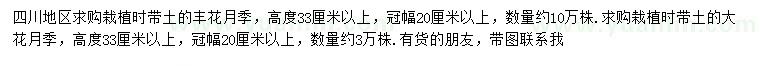 求购高度33公分以上丰花月季、大花月季