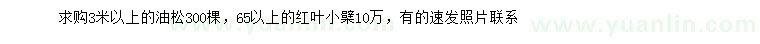 求购3米以上油松、65公分以上红叶小檗