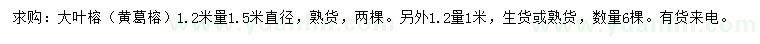 求购1.2米量直径1、1.5米大叶榕（黄葛榕）