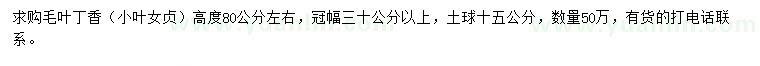 求购高80公分左右毛叶丁香（小叶女贞）