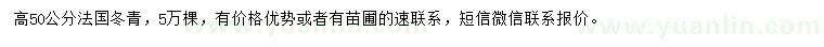 求购高50公分法国冬青