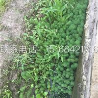 【*物流配送】【低价供应】水遁草、水盾草。大量直销中