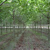 速生法桐价格_速生法桐产地_速生法桐绿化苗木苗圃基地