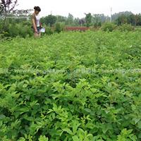 藤本蔷薇价格_藤本蔷薇产地_藤本蔷薇绿化苗木苗圃基地